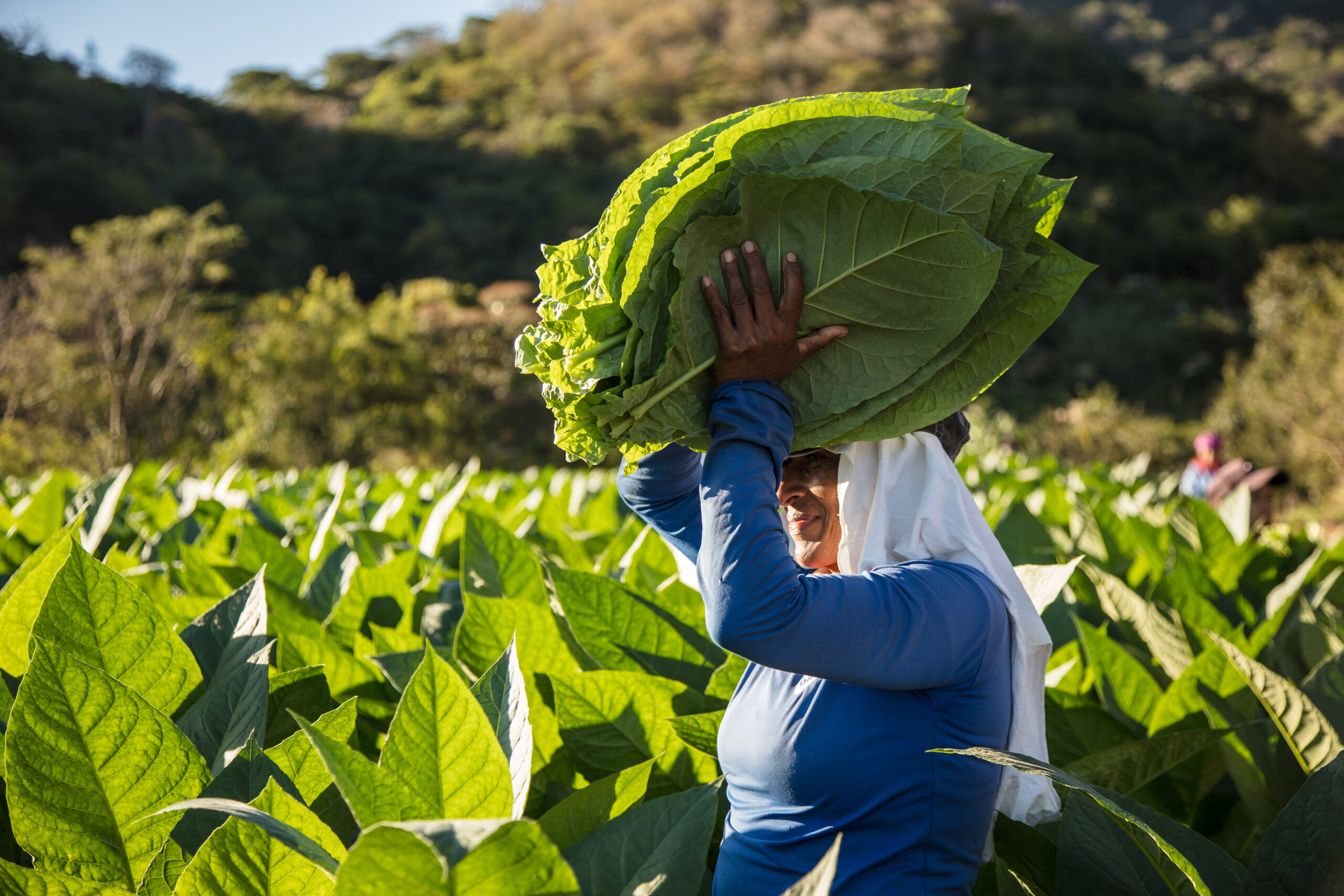 Woman carrying fresh tobacco leaves