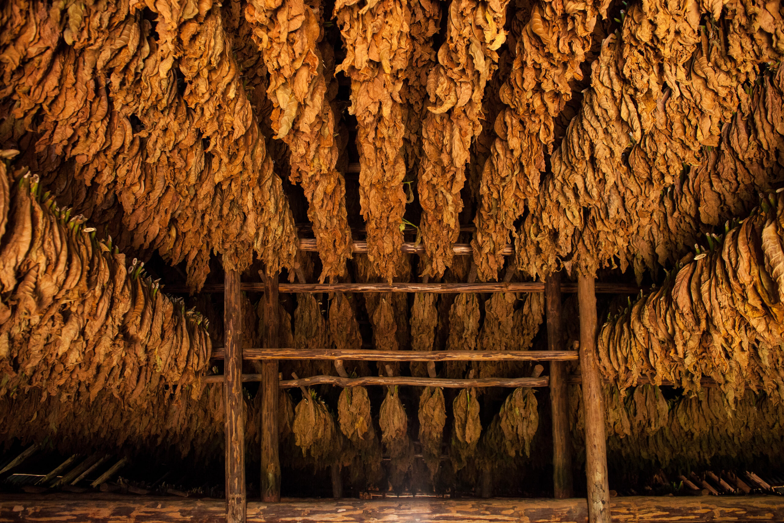 Drying tobacco for cigars